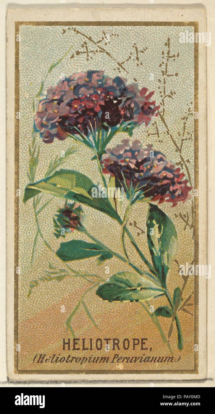Heliotrope (Heliotropium Peruvianum), from the Flowers series for Old Judge Cigarettes. Dimensions: Sheet: 2 3/4 x 1 1/2 in. (7 x 3.8 cm). Printer: George S. Harris & Sons (American, Philadelphia). Publisher: Issued by Goodwin & Company. Date: 1890.  The 'Flowers' series of trading cards (N164) was issued by Goodwin & Company in 1890 to promote Old Judge Cigarettes. The Metropolitan Museum of Art owns all 50 cards in the series. Museum: Metropolitan Museum of Art, New York, USA. Stock Photo