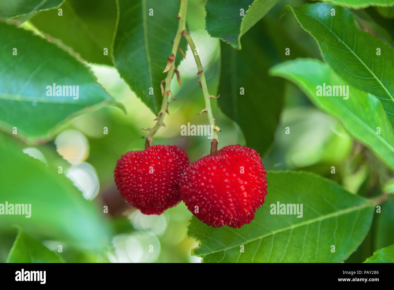 Ripe strawberry tree fruit, San Francisco, California, United States. Stock Photo