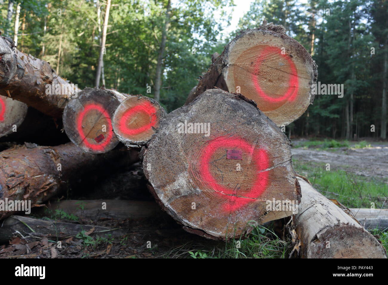 Cut, stamped and marked trees in the middle of the forest Stock Photo