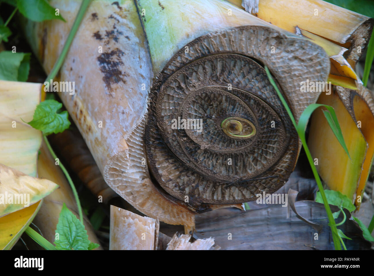 Banana stem cross section hi-res stock photography and images - Alamy