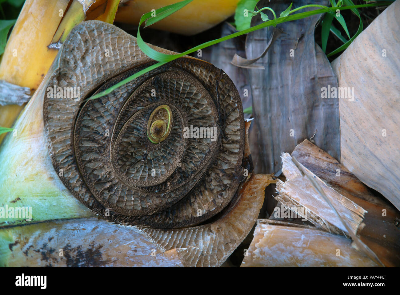 Cross section stem palm tree hi-res stock photography and images - Alamy