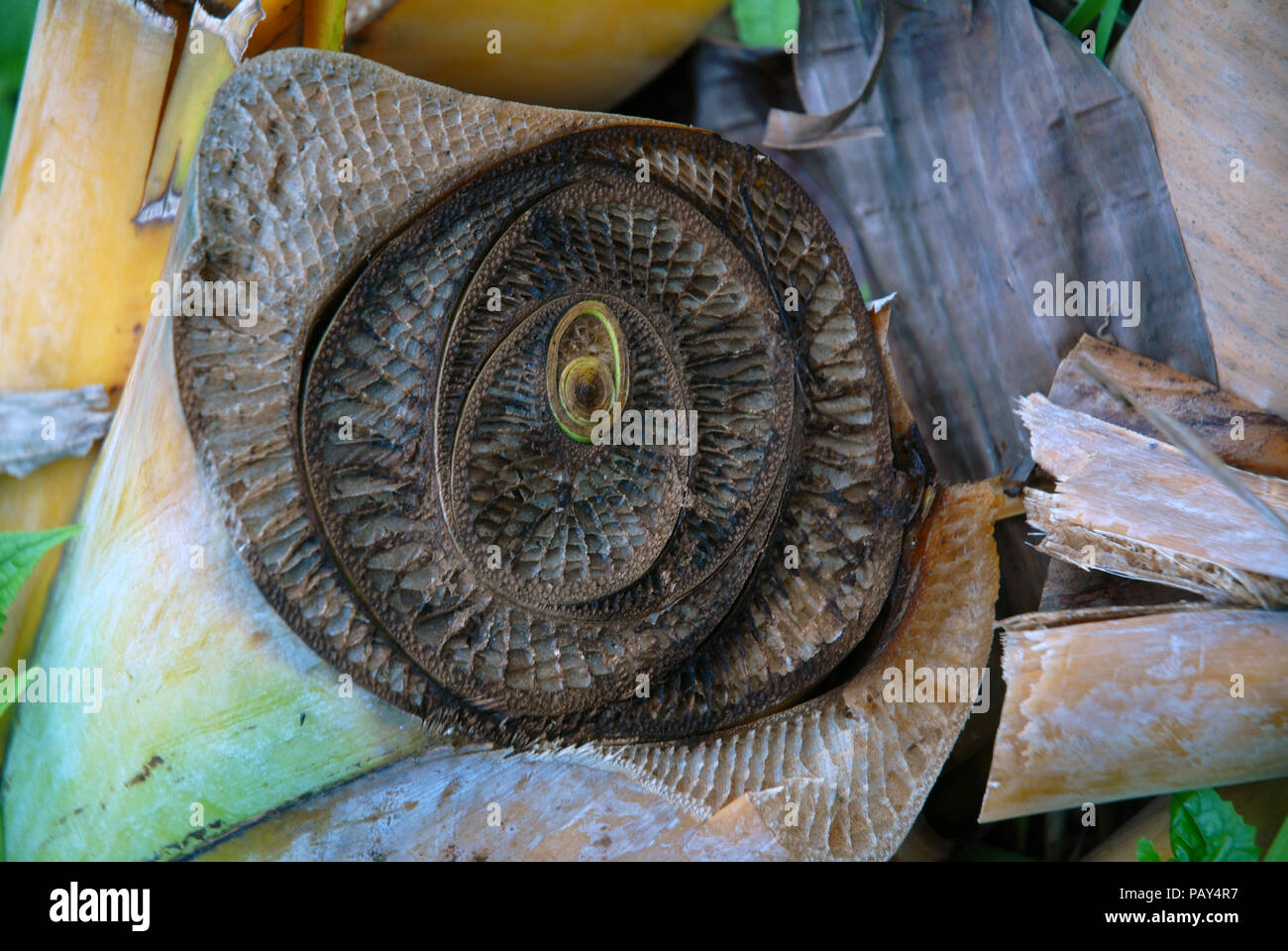 Cross section stem palm tree hi-res stock photography and images - Alamy