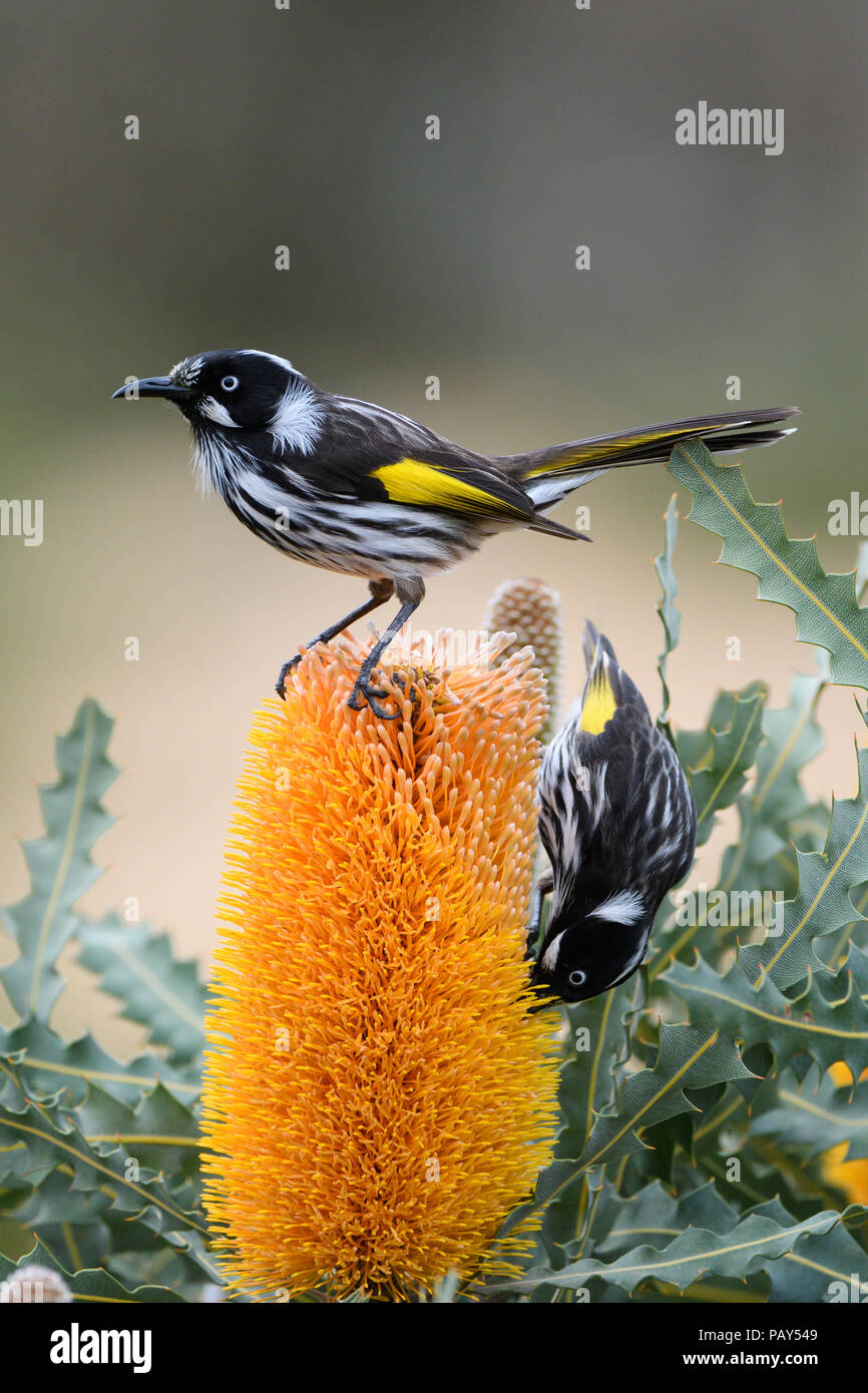 New holland honeyeater bird hires stock photography and images Alamy