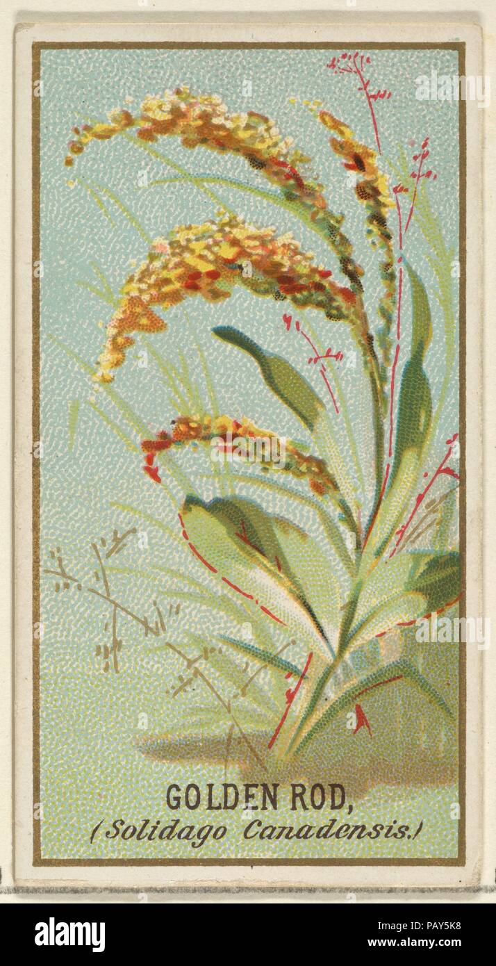 Golden Rod (Solidago Canadensis), from the Flowers series for Old Judge Cigarettes. Dimensions: Sheet: 2 3/4 x 1 1/2 in. (7 x 3.8 cm). Printer: George S. Harris & Sons (American, Philadelphia). Publisher: Issued by Goodwin & Company. Date: 1890.  The 'Flowers' series of trading cards (N164) was issued by Goodwin & Company in 1890 to promote Old Judge Cigarettes. The Metropolitan Museum of Art owns all 50 cards in the series. Museum: Metropolitan Museum of Art, New York, USA. Stock Photo