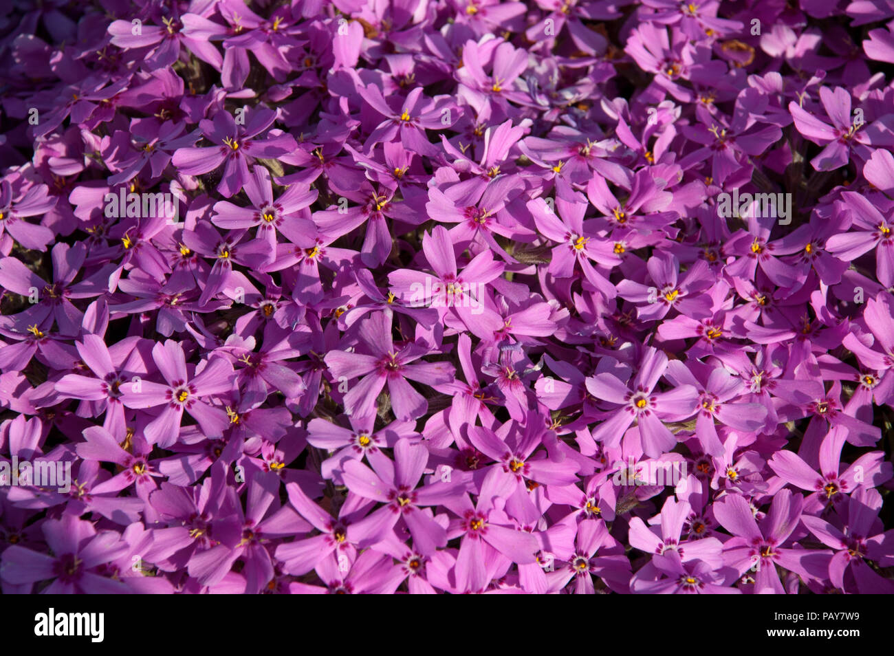 lilac flower Ixia viridiflora Stock Photo