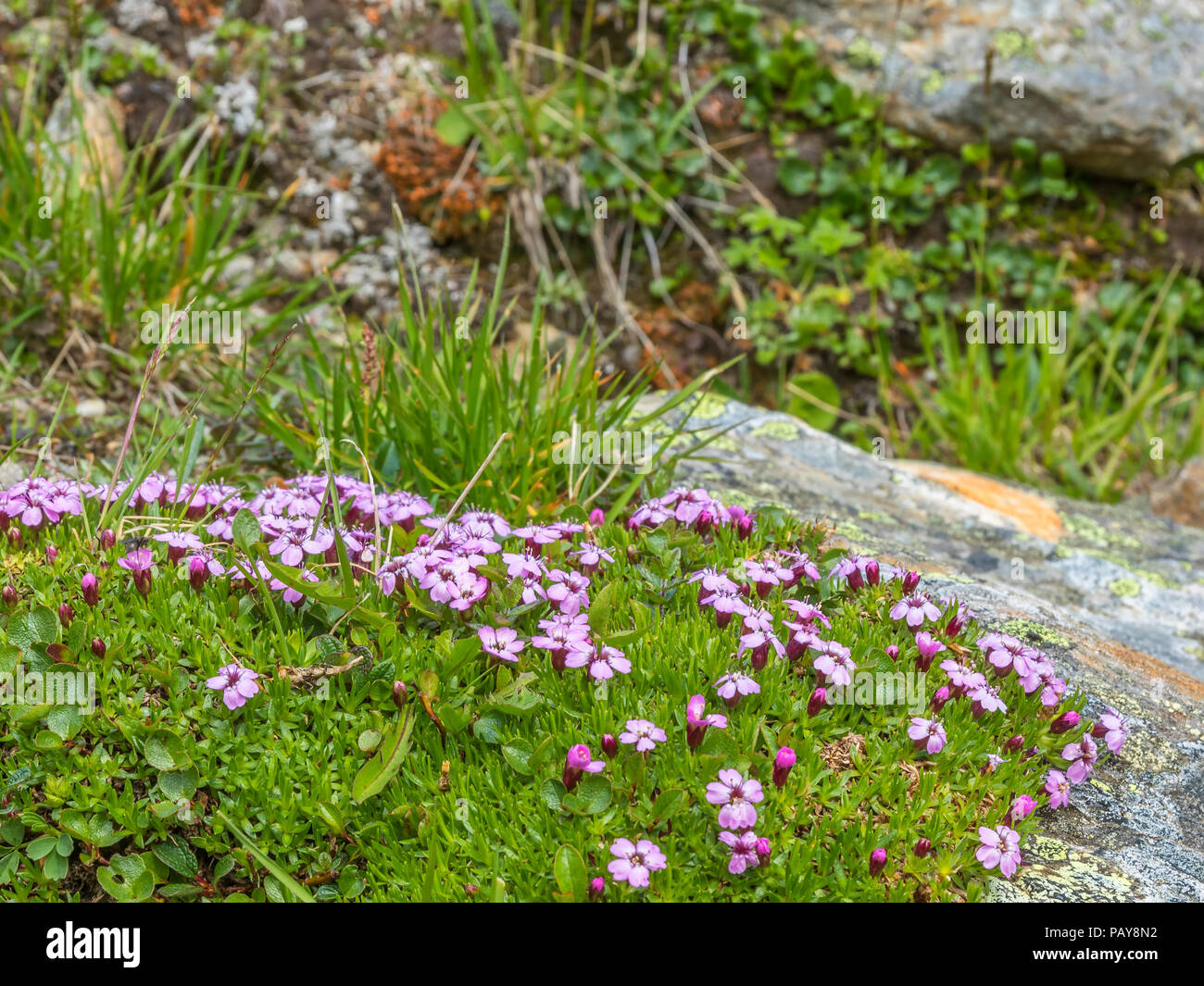 Moss campion flowers in the mountains Stock Photo