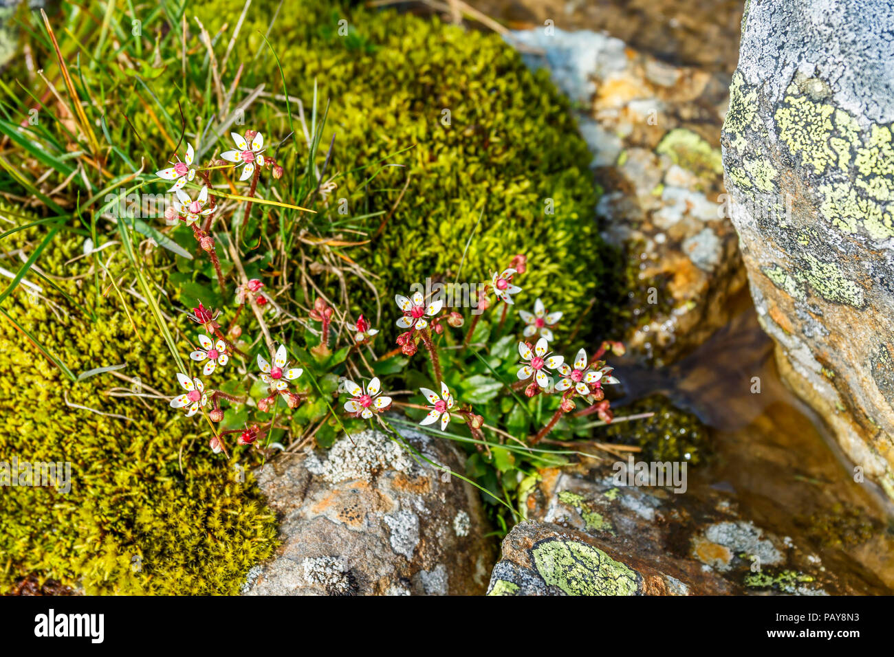 Starry saxifrage an arctic flower in summer Stock Photo