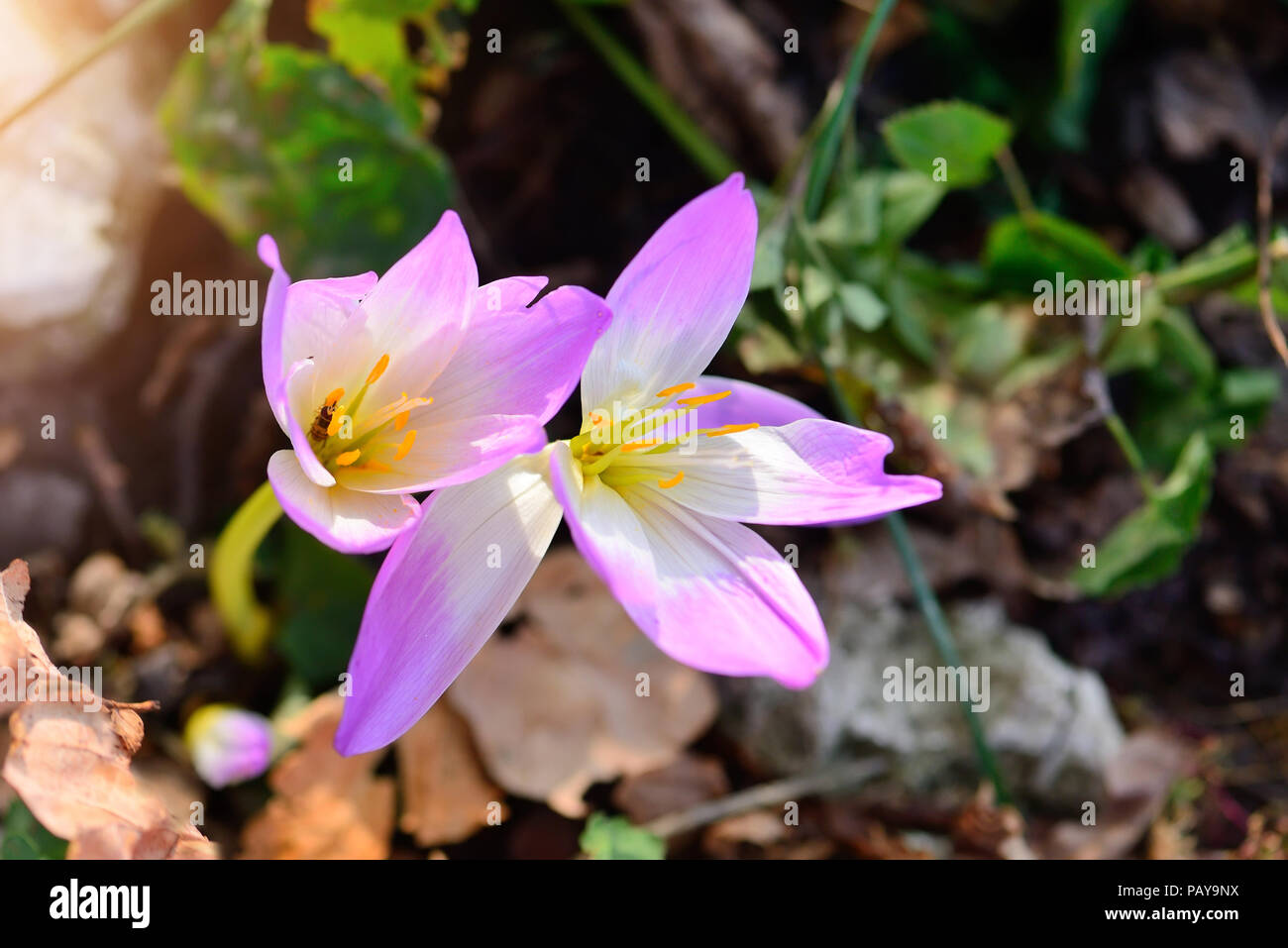 Nice dewy flowers in the autumn (Colchicum autumnale) Stock Photo