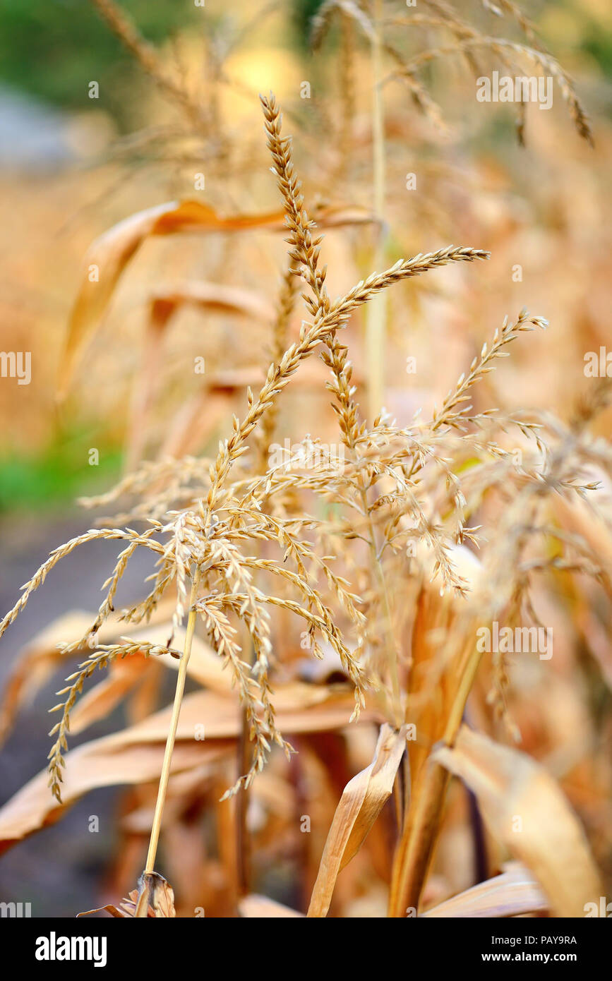 Harvesting corn in autumn hi-res stock photography and images - Alamy