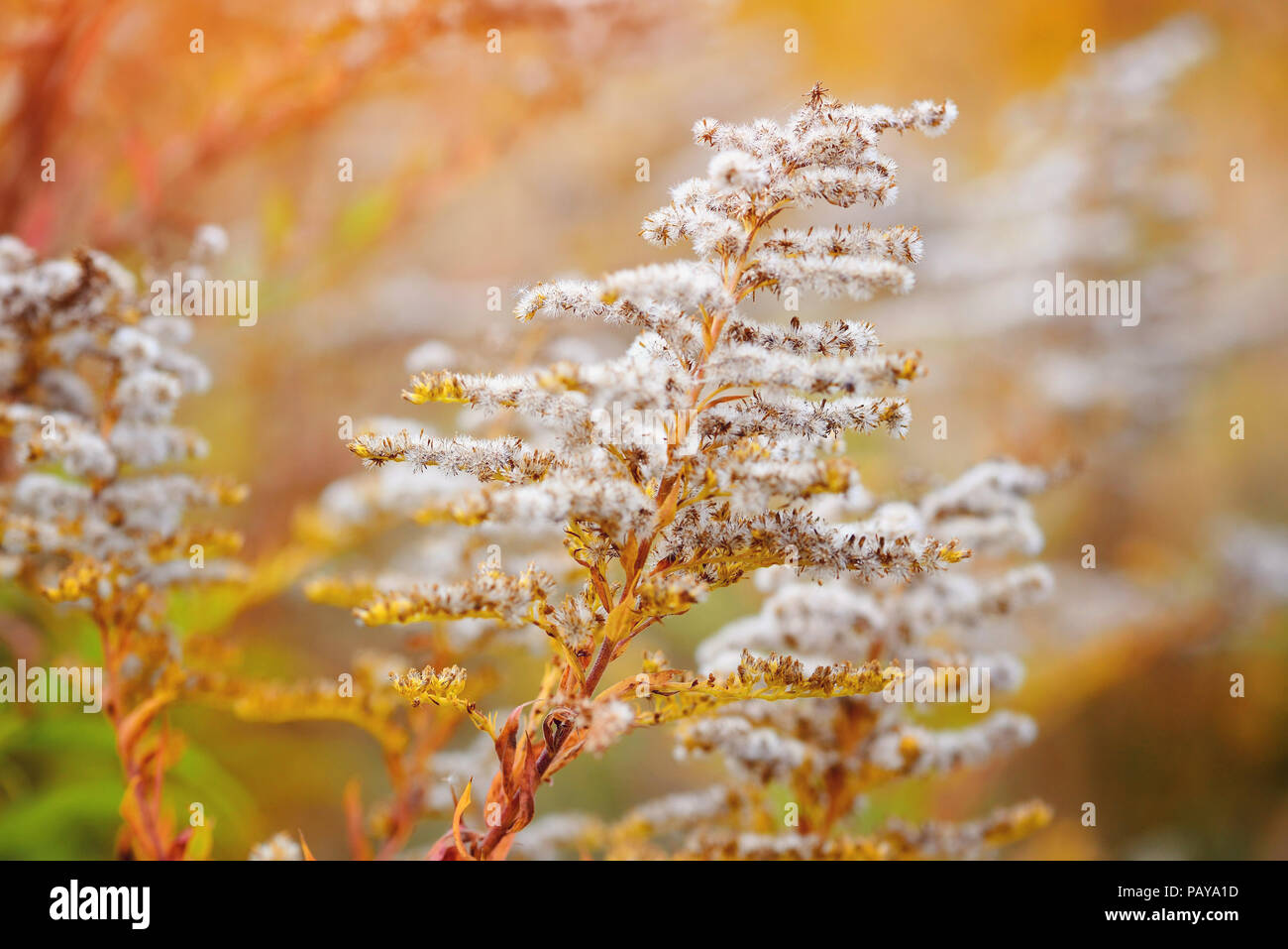 Goldenrod (Solidago canadensis) with dry seeds in a fall meadow. Autumn background. Stock Photo