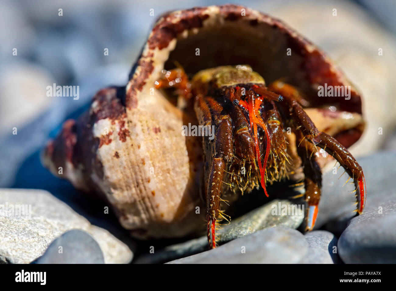 Cancer hermit on beach stones Stock Photo