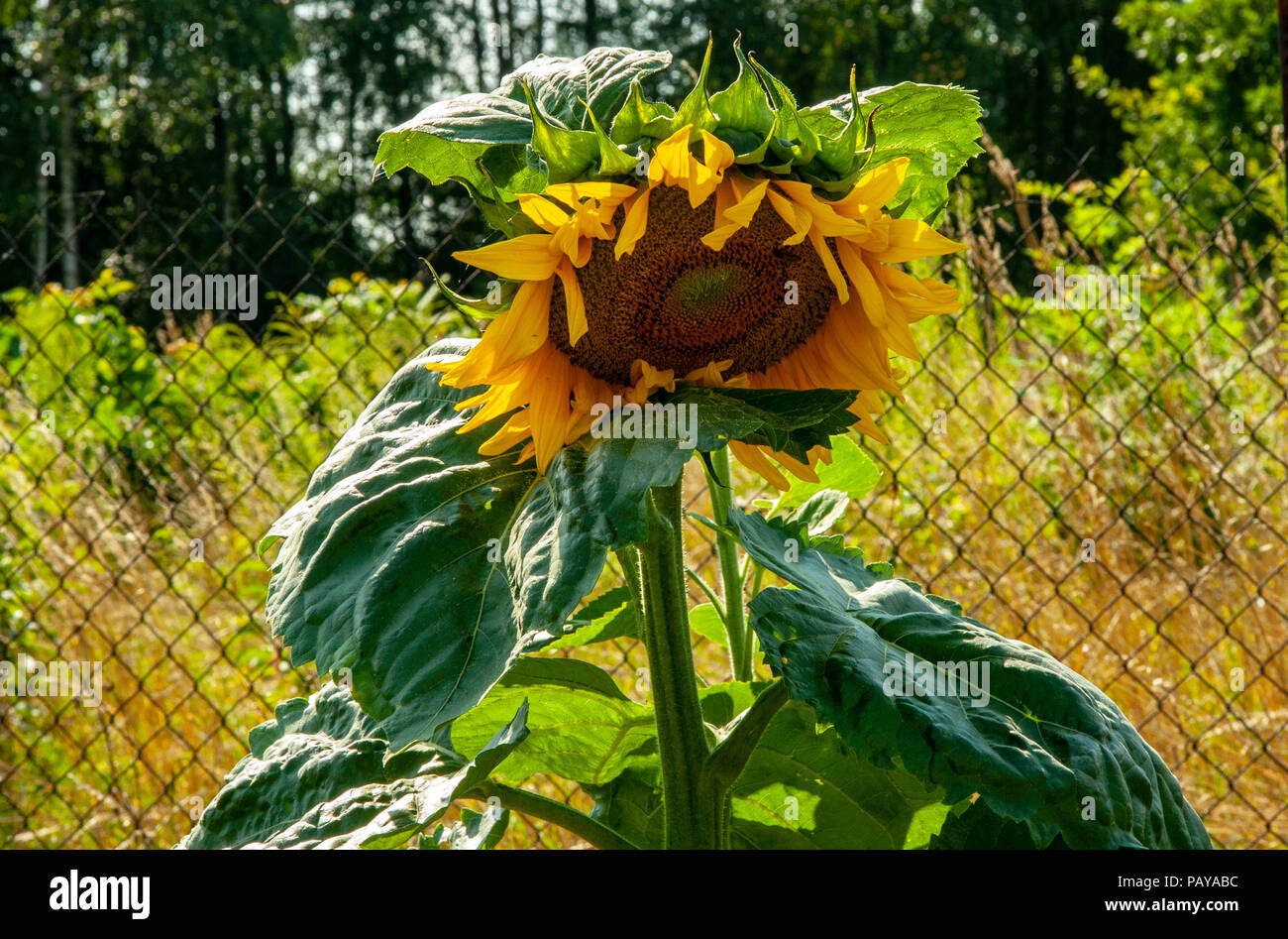 Sunflower with leaves hires stock photography and images Alamy