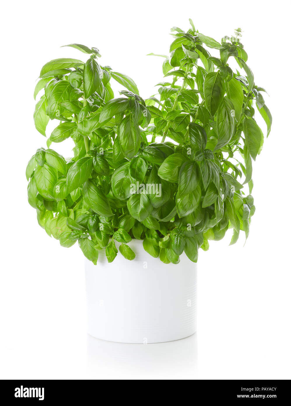 Basil in white clay pot isolated on white background Stock Photo - Alamy