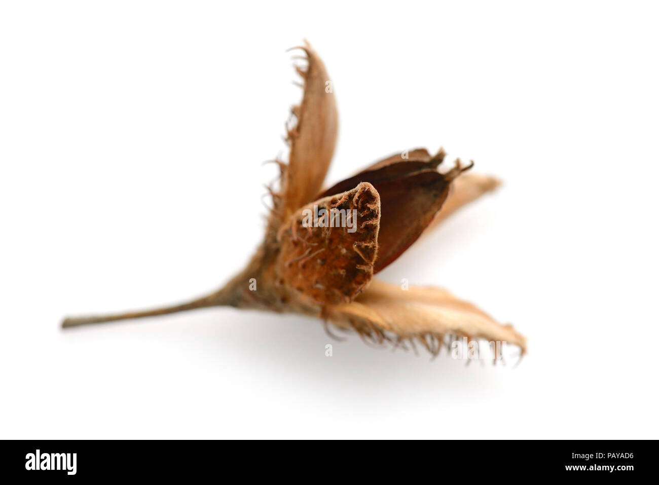 Beech nut isolated over white background Stock Photo