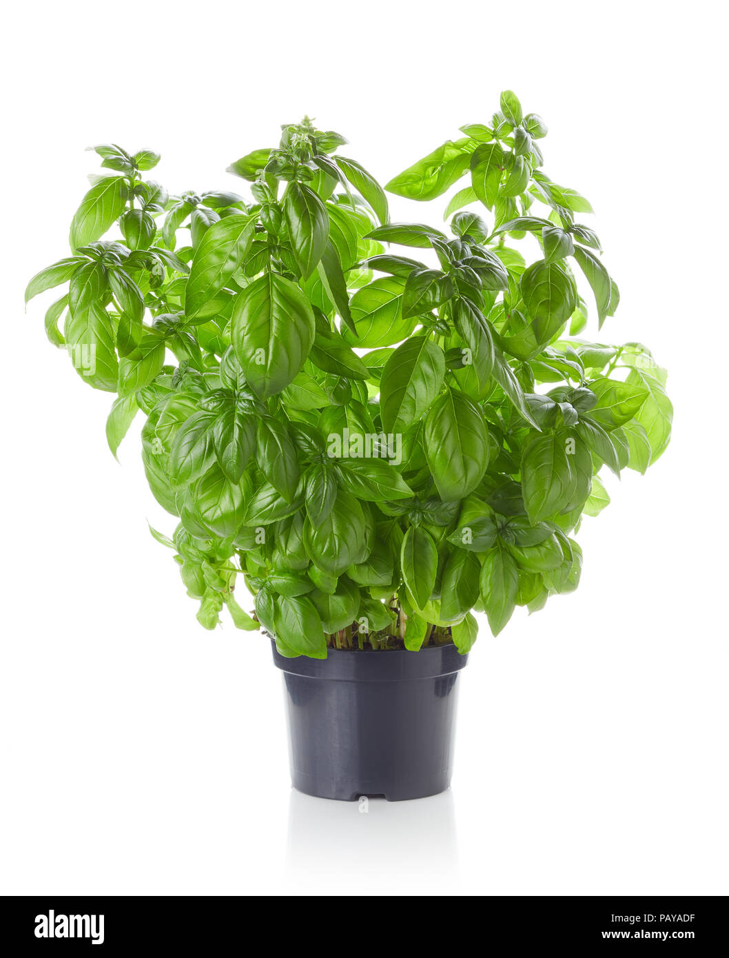 Basil in black plastic pot isolated on white background Stock Photo - Alamy