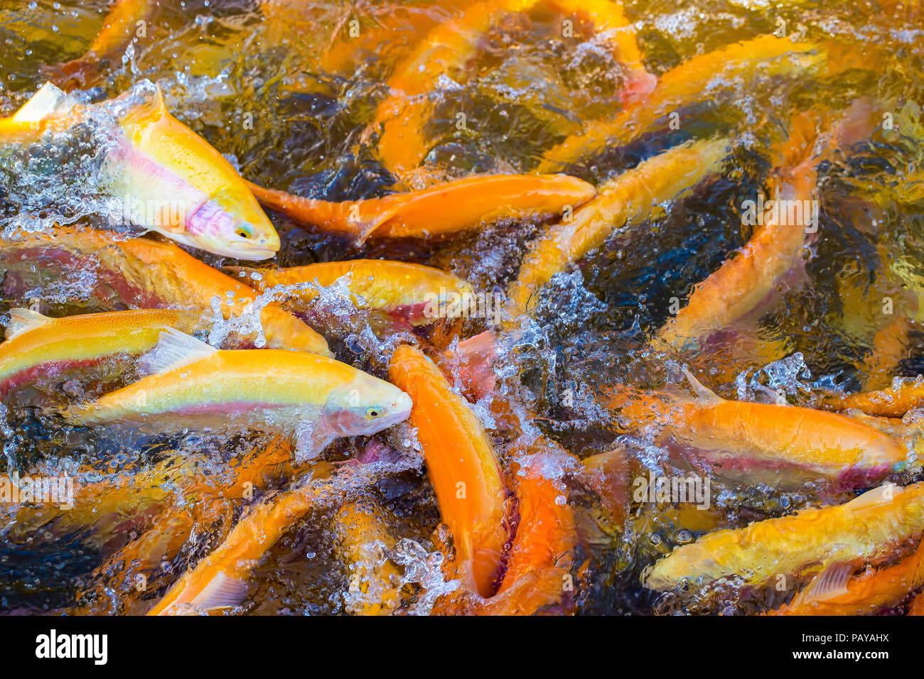 A lot of gold trout floating in a pond on a trout farm Stock Photo