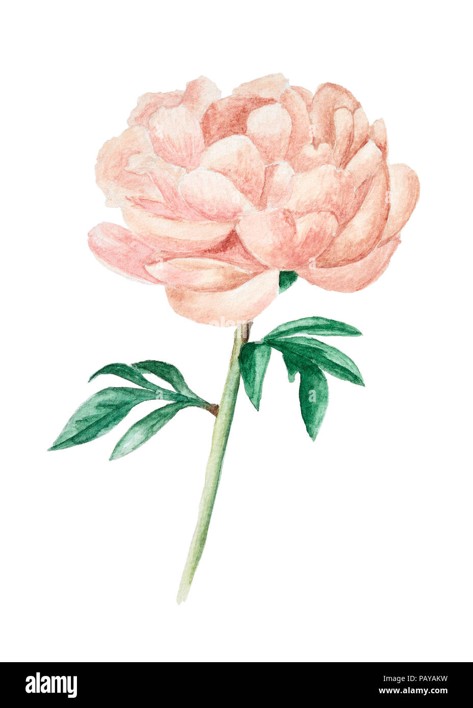 Hand drawn pink peony with leaves isolated on white background ...
