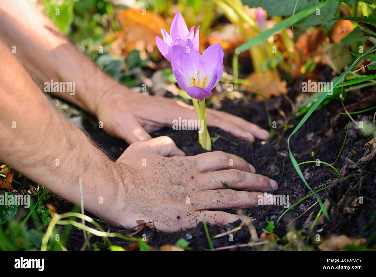 Gardeners hands planting flowers (Colchicum autumnale) in a garden Stock Photo