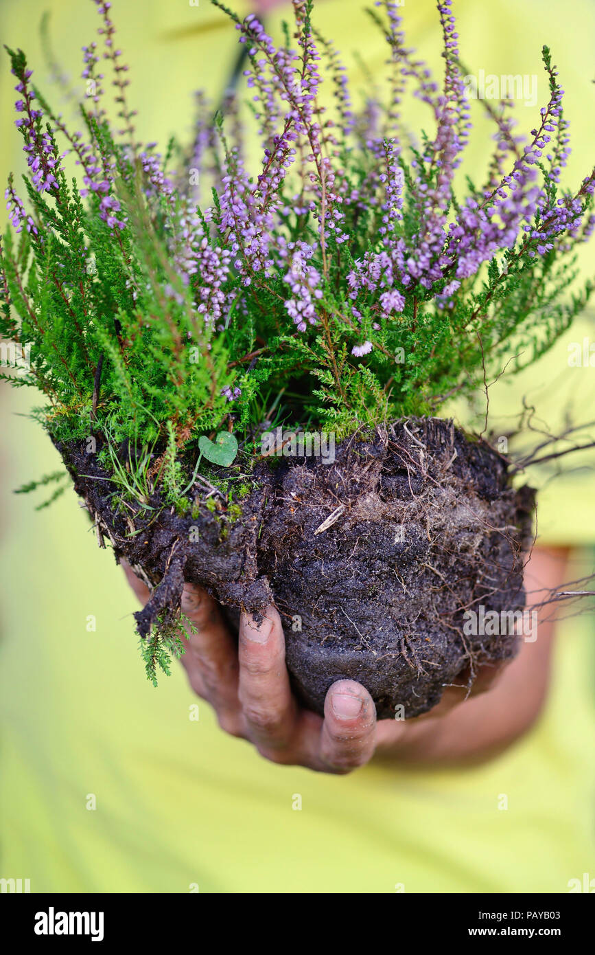 blossoming heather (Calluna vulgaris) in the hands of the gardener, prepared for planting Stock Photo