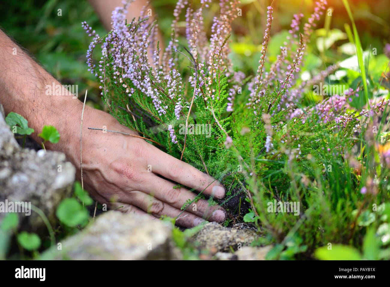 Hands holding blossoming heather (Calluna vulgaris). Planting flowers in the ground. Stock Photo