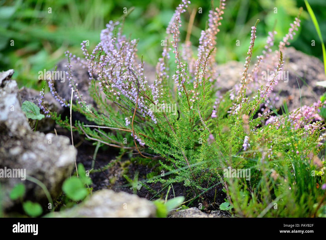 Beautiful blossoming purple heather (Calluna vulgaris) Stock Photo