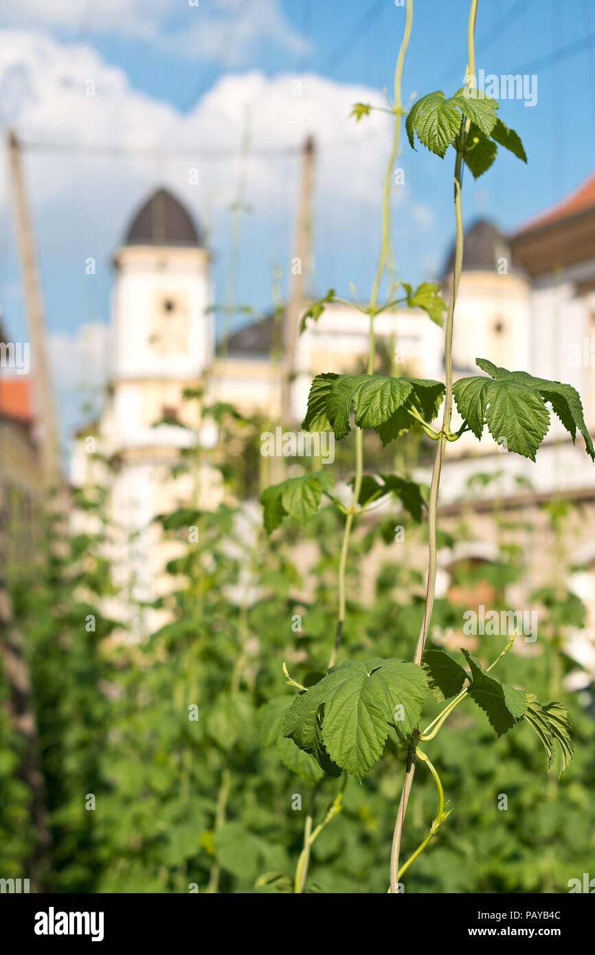 Small Hop Tree Small hop plant in hi-res stock photography and images - Alamy