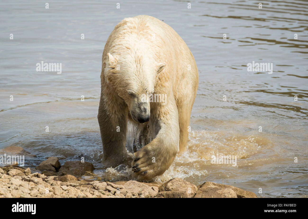 Polar records hi-res stock photography and images - Alamy