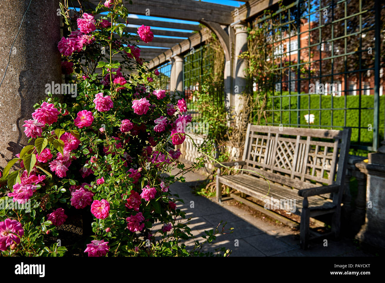 Pergola with blooming pink roses and a wooden bench in English park Stock Photo
