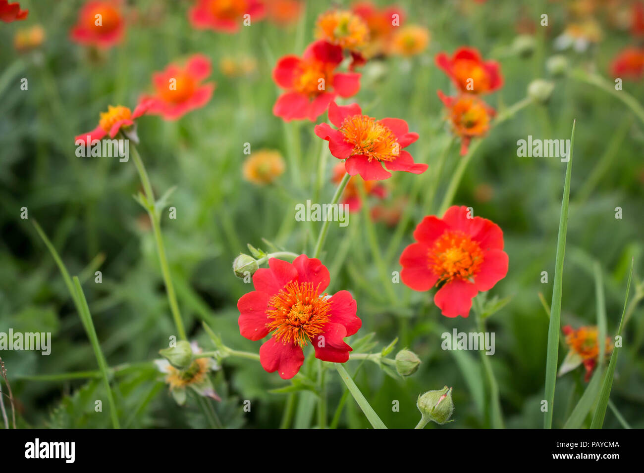 Red flower of Geum coccienum - dwarf orange avens on the Piribeg summit of Sharr Mountains Stock Photo