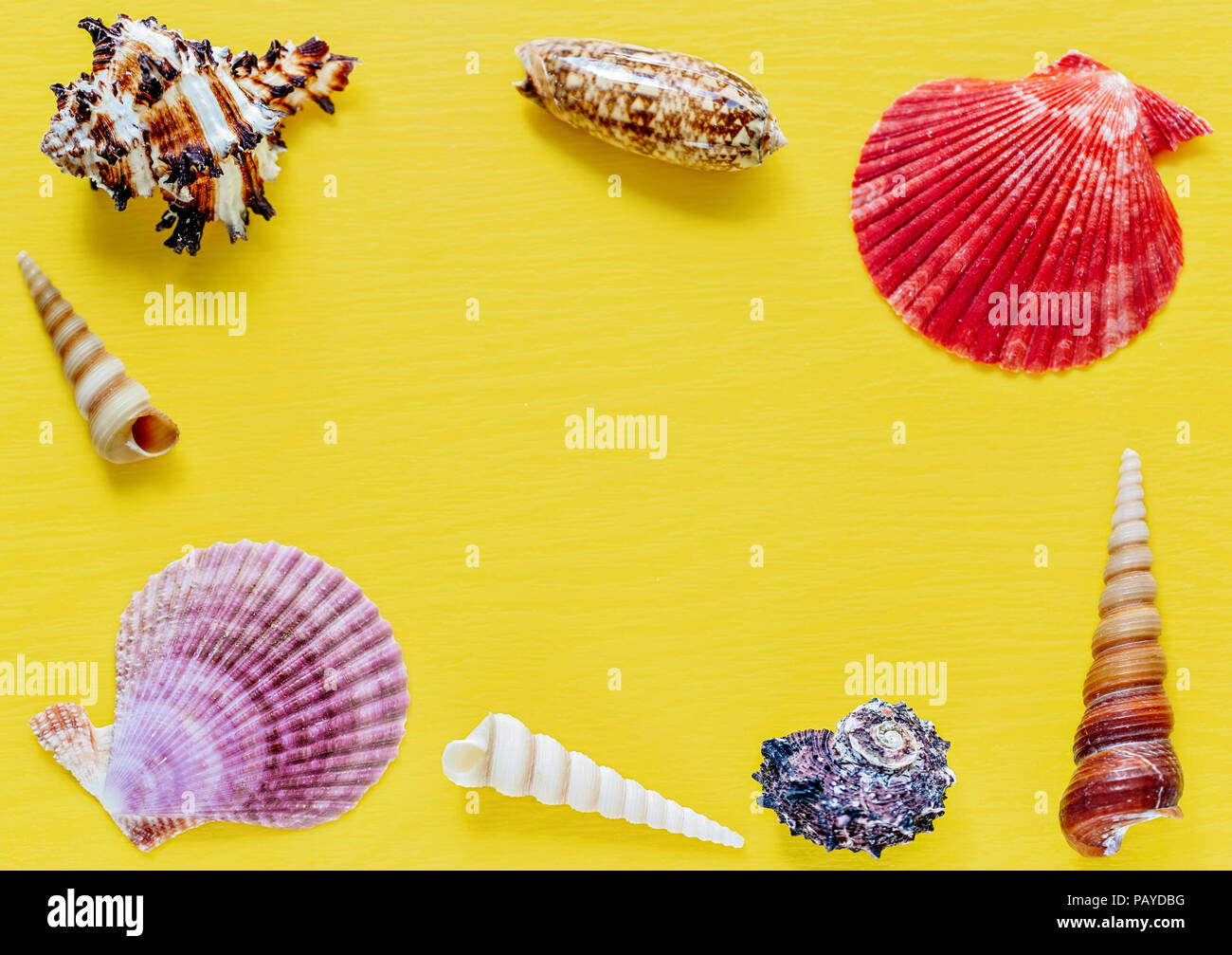 Shells on bright yellow. Beautiful summer background. Flat lay. Texture ...