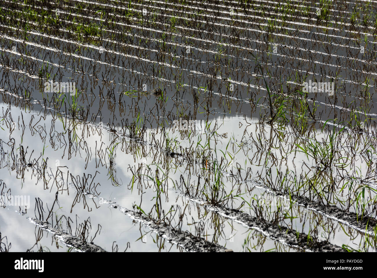 Potato plant disease hi-res stock photography and images - Alamy