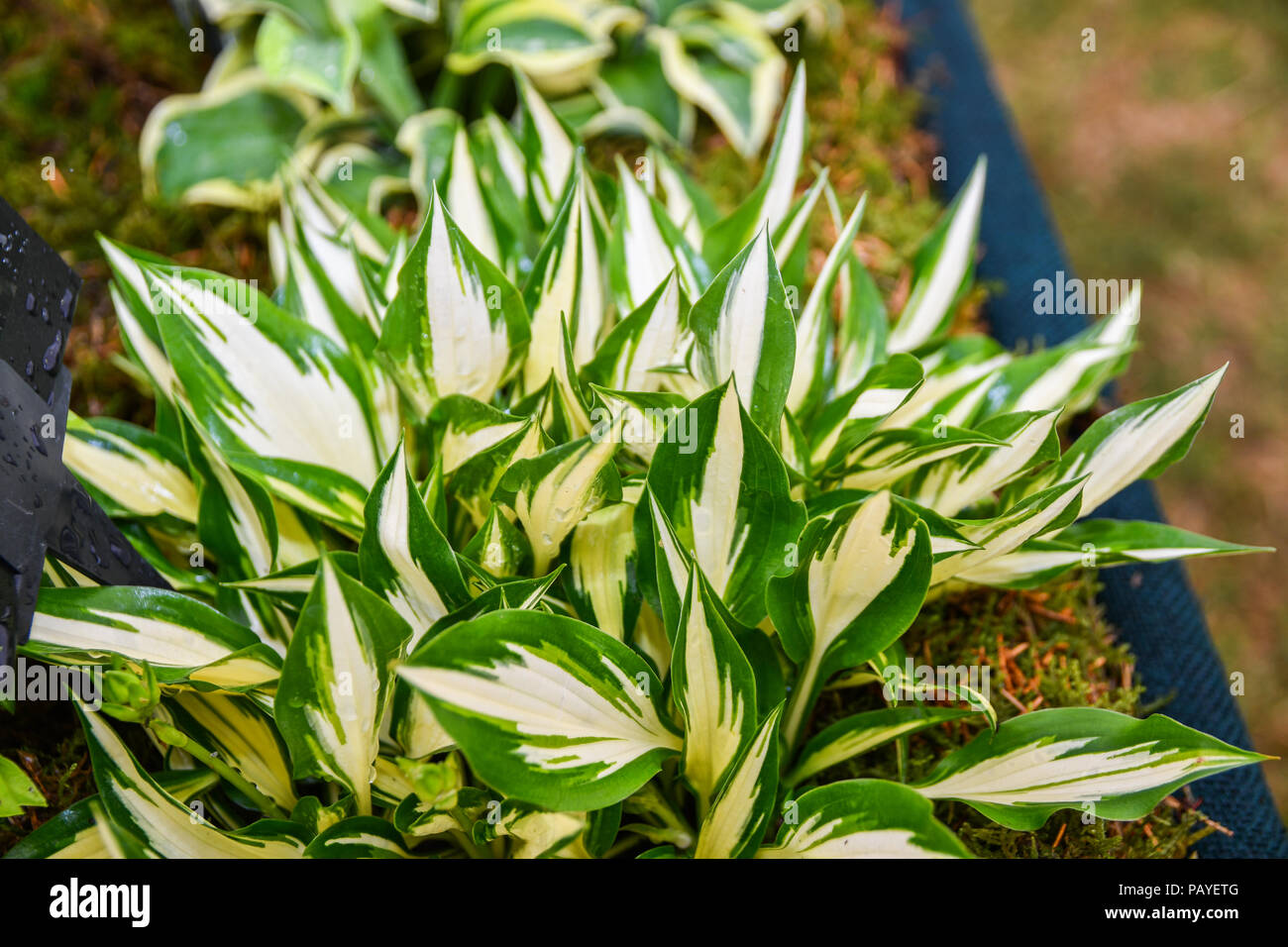 Hosta "suprised by joy" plant Stock Photo