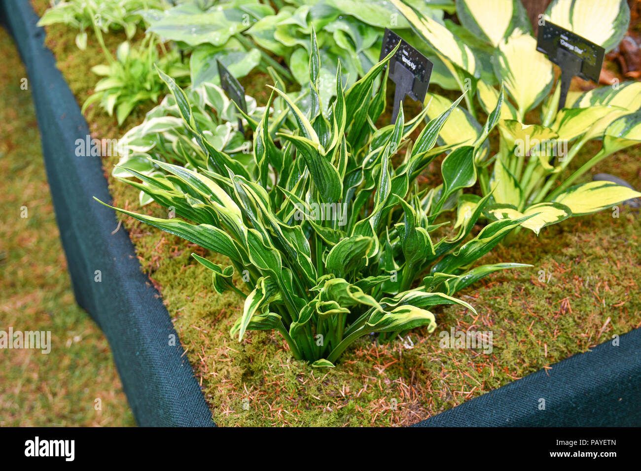 Hosta hands up plant Stock Photo - Alamy