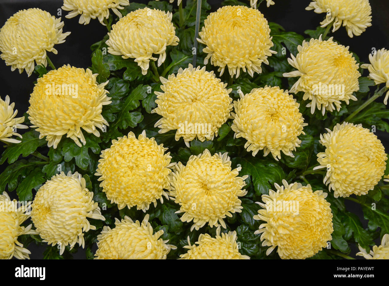 Chrysanthemum cut flowers hires stock photography and images Alamy