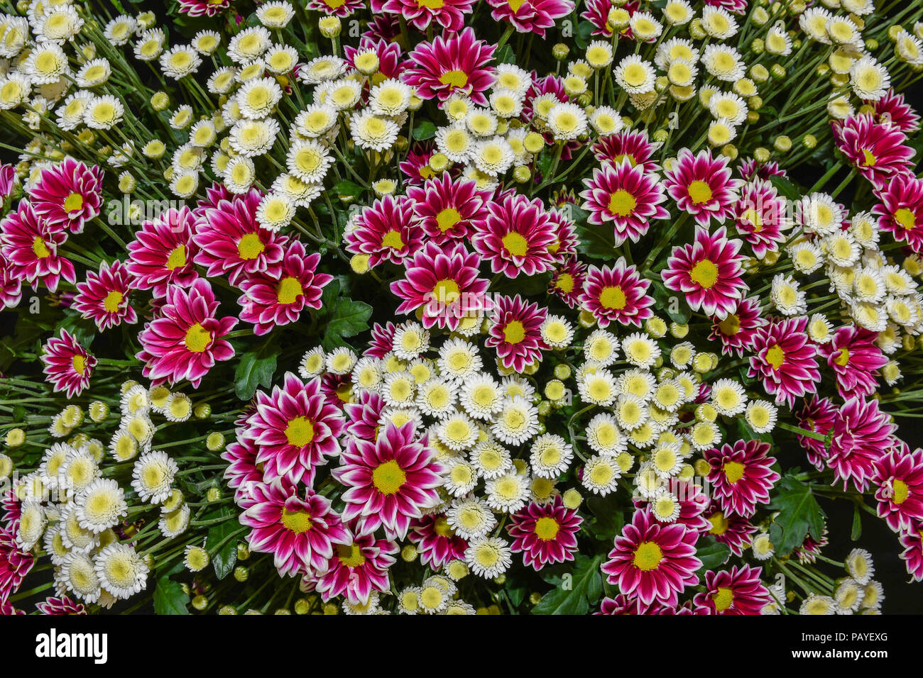 Collection of Chrysanthemum "Sound" and "Stallion" flowers Stock Photo