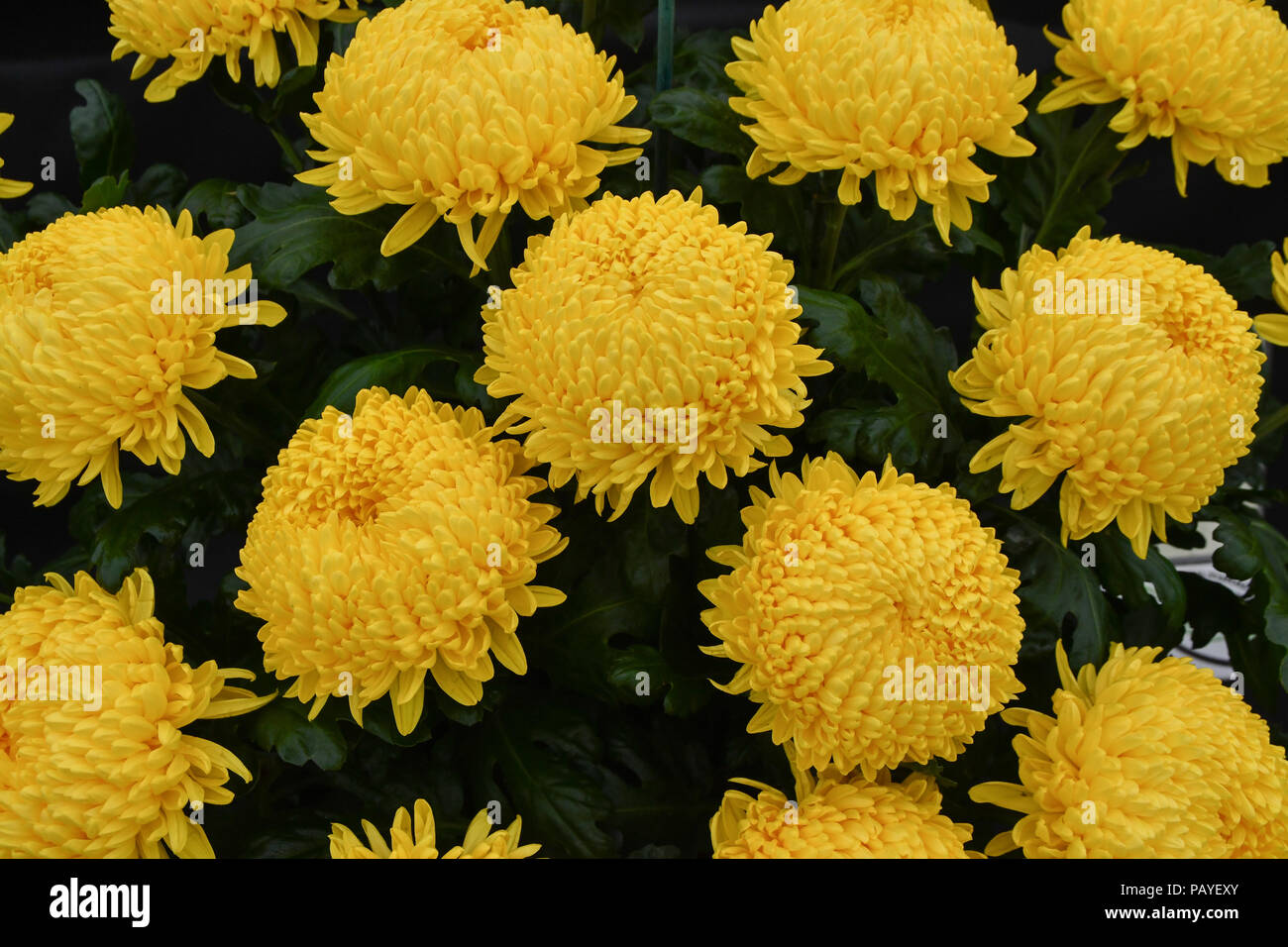 Chrysanthemum cut flowers hires stock photography and images Alamy