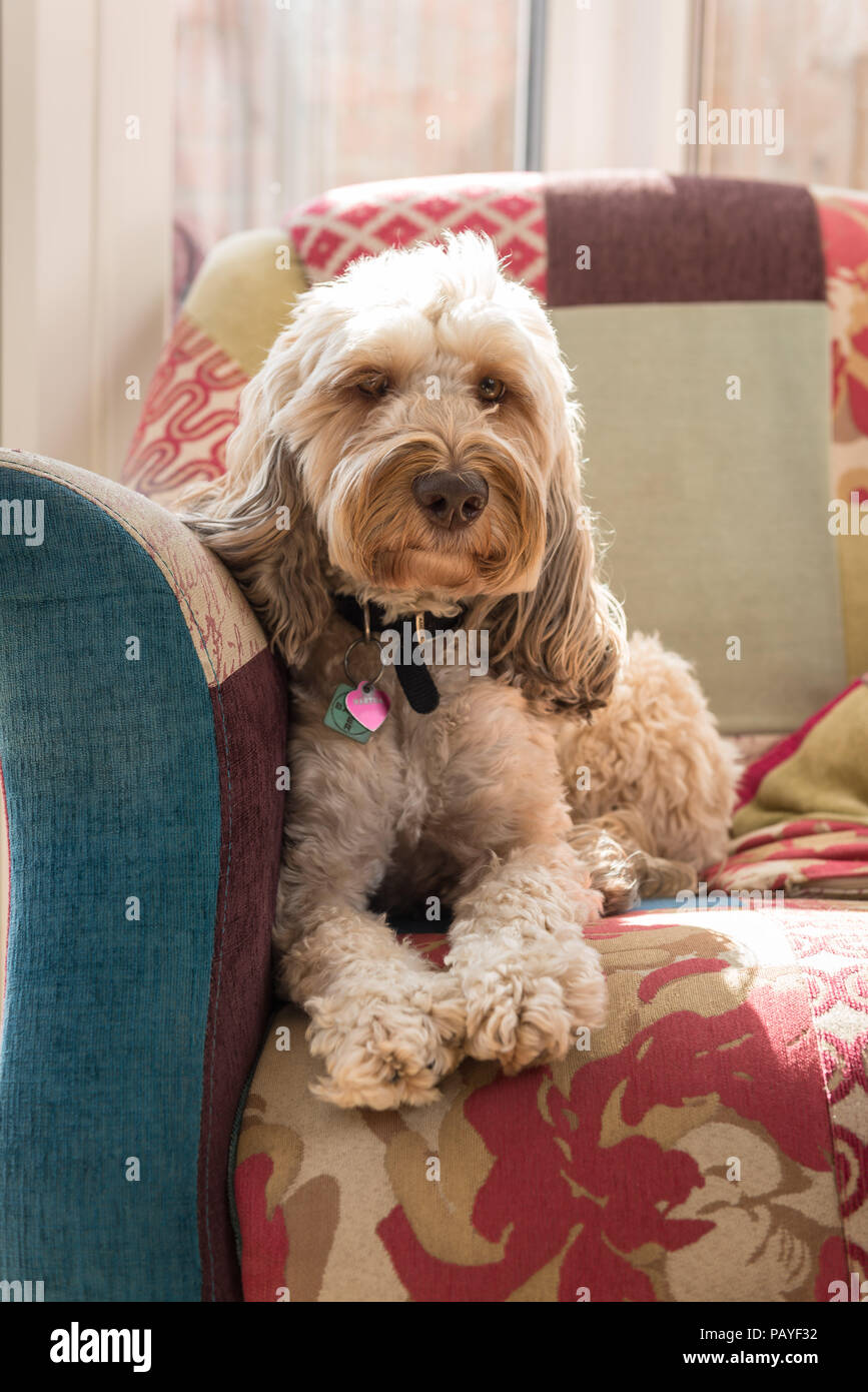 A Cockerpoo dog (bitch) sitting at home in a chair makes for a wonderful loving family pet. Stock Photo