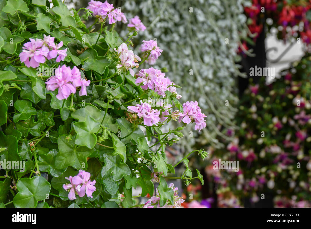 Trailing geranium plant variety lakeland Stock Photo - Alamy