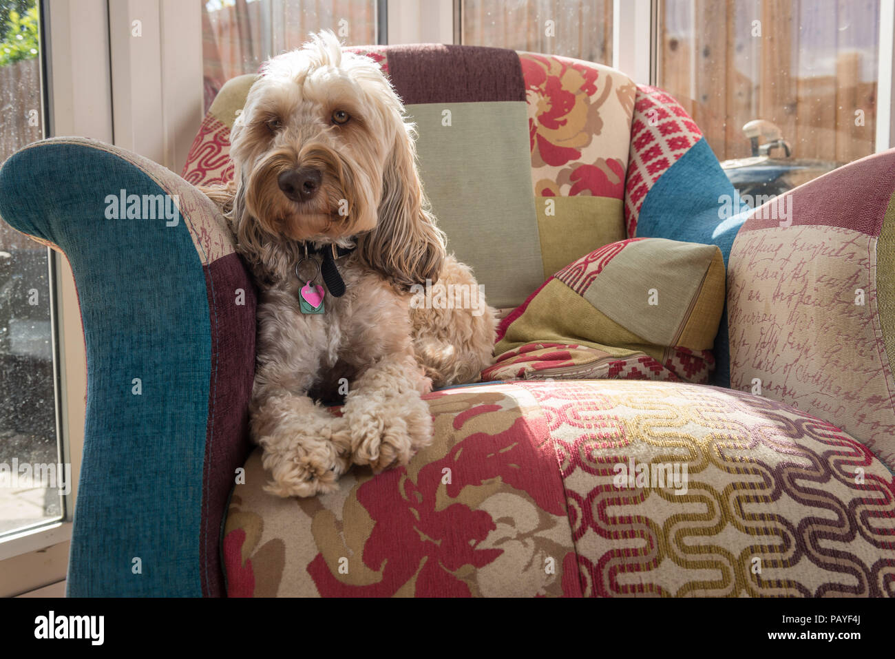 A Cockerpoo dog (bitch) sitting at home in a chair makes for a wonderful loving family pet. Stock Photo