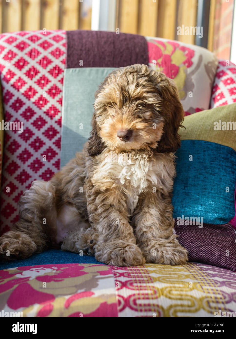 A Cockerpoo dog (bitch) sitting at home in a chair makes for a wonderful loving family pet. Stock Photo