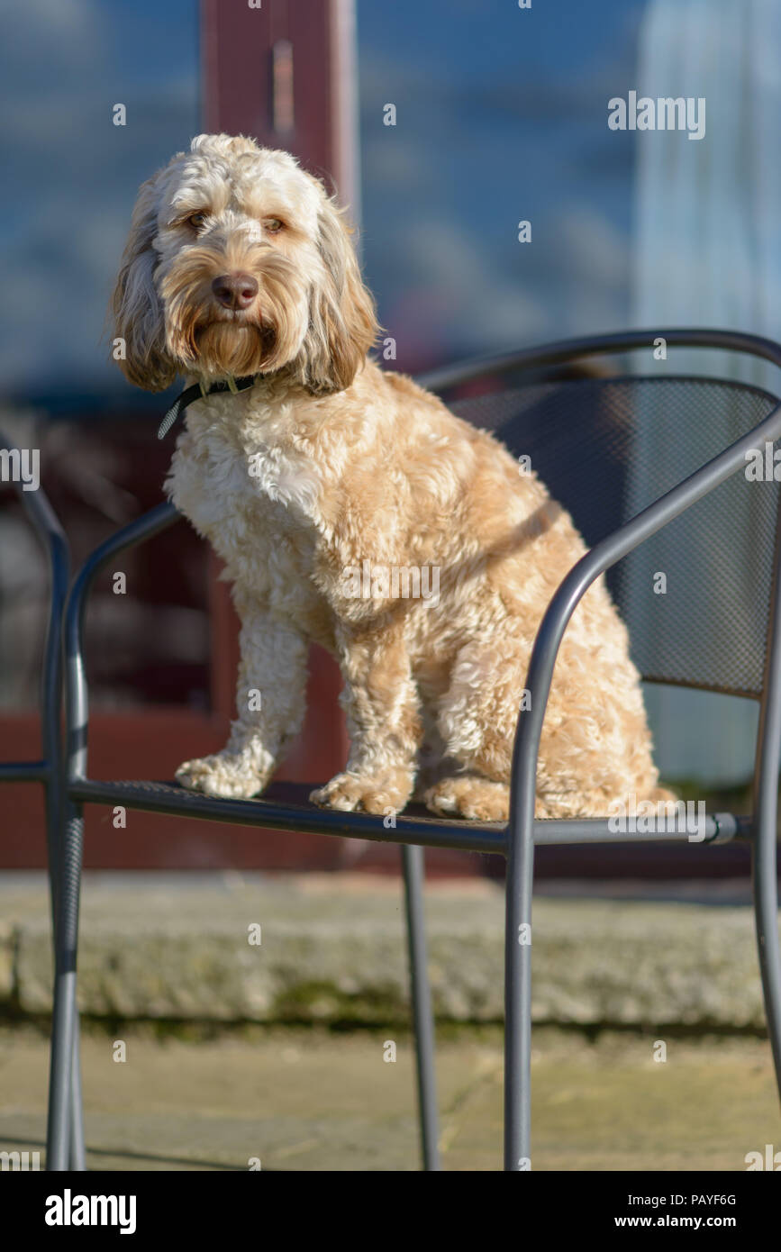 A Cockerpoo dog (bitch) sitting at home in a chair makes for a wonderful loving family pet. Stock Photo