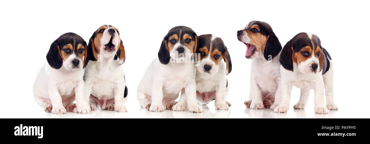Six beautiful beagle puppies isolated on a white background Stock Photo ...