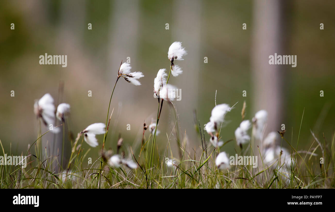 Common Cottongrass, Eriophorum angustifolium Stock Photo Alamy