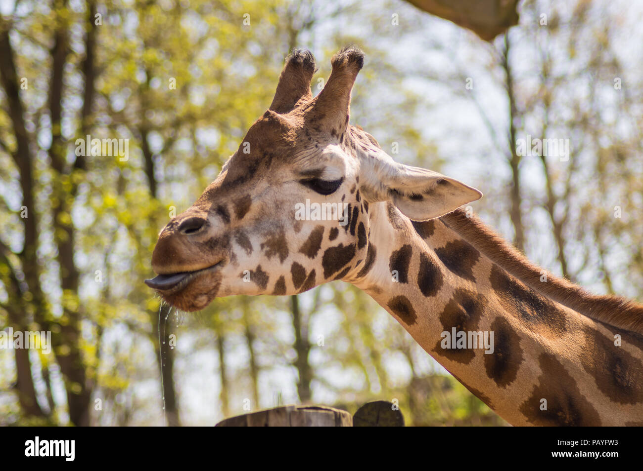 Giraffe Blue Tongue Giraffe Tongue Sticking Out Close Up Of Face