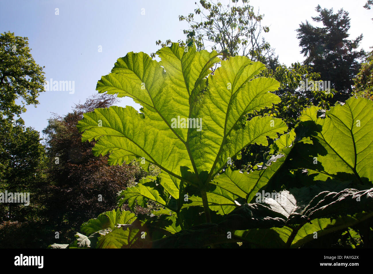 Giant Gunnera leaves backlit by the sun Stock Photo