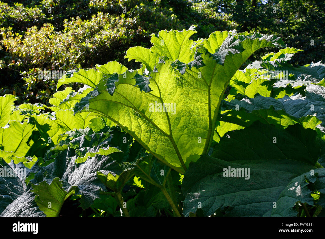Giant Gunnera leaves backlit by the sun Stock Photo