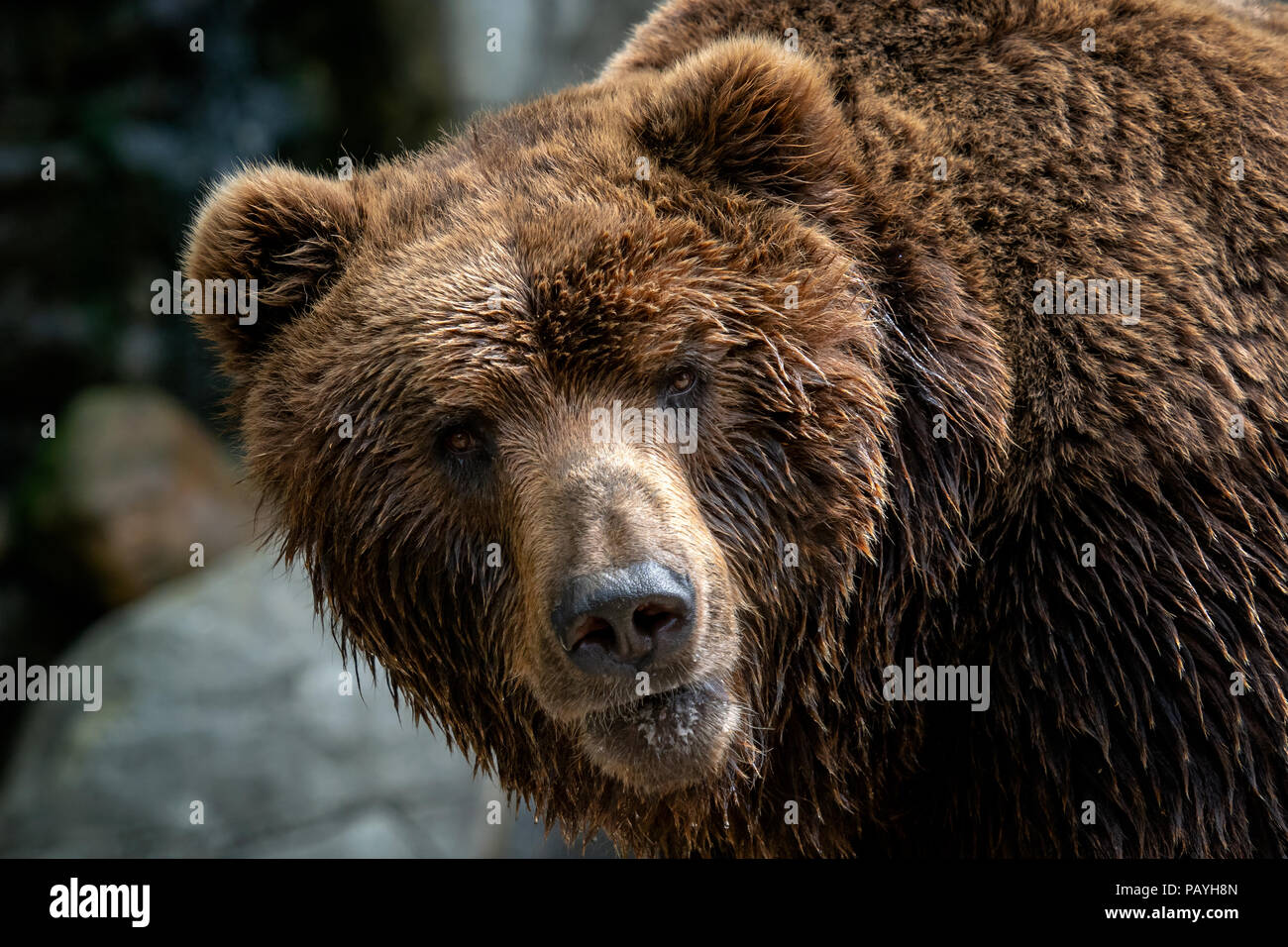 Kamchatka Brown bear (Ursus arctos beringianus). Brown fur coat, danger and aggresive animal. Big mammal from Russia. Stock Photo