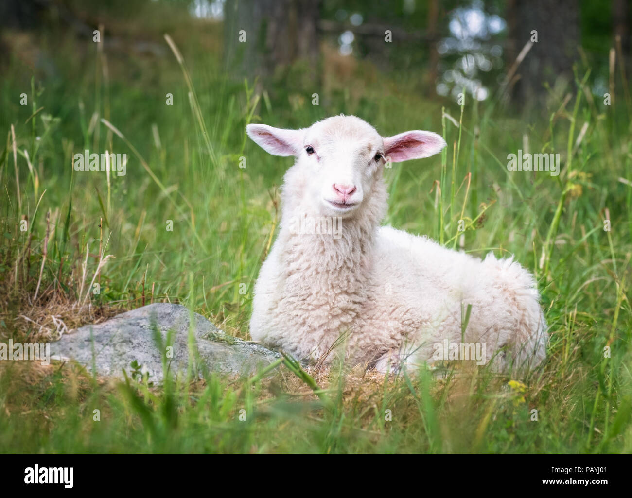 Cute sheep grazing in the meadow Stock Photo
