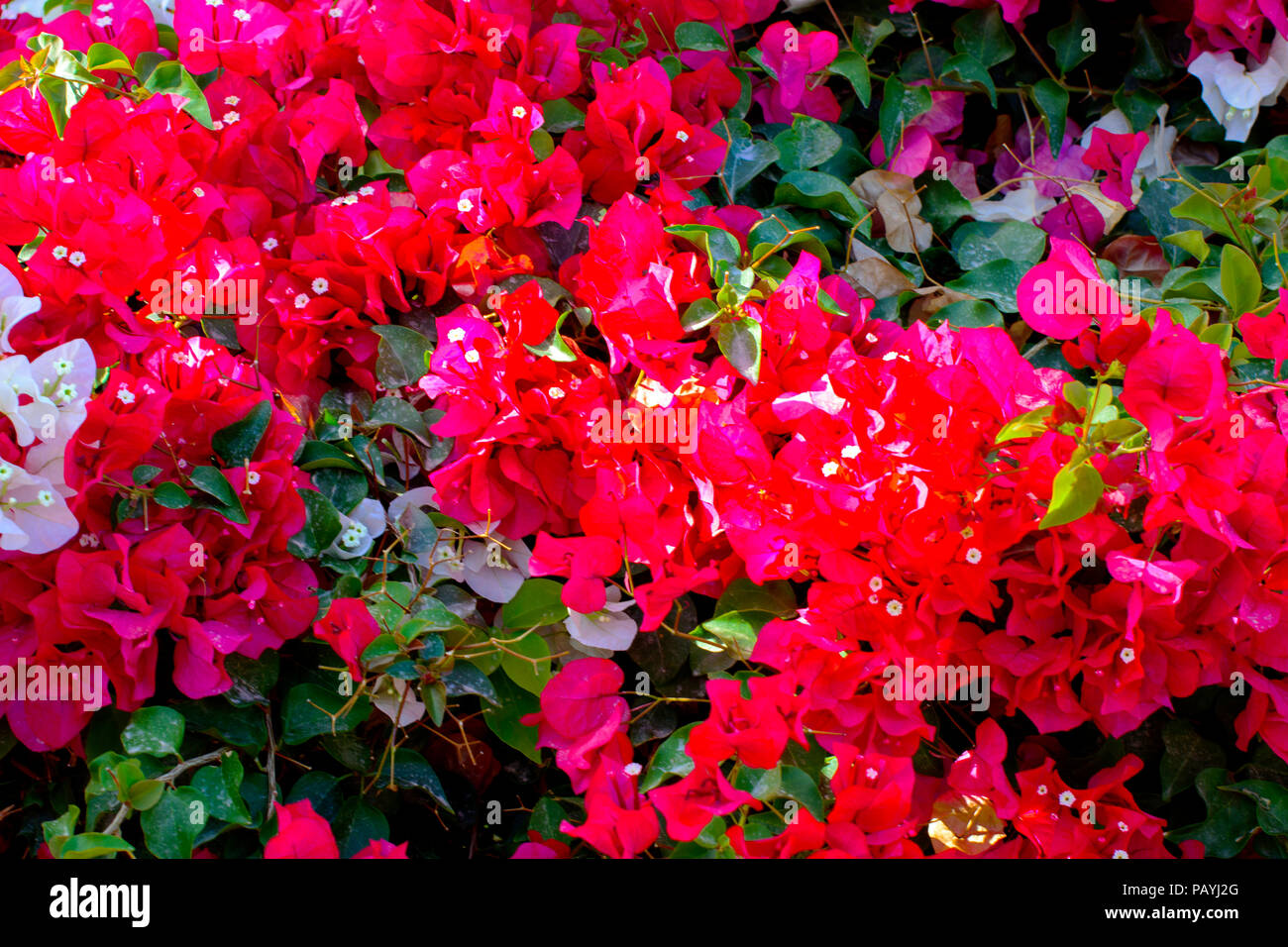 Wall with red flowers. A natural floral spring blooming garden under ...