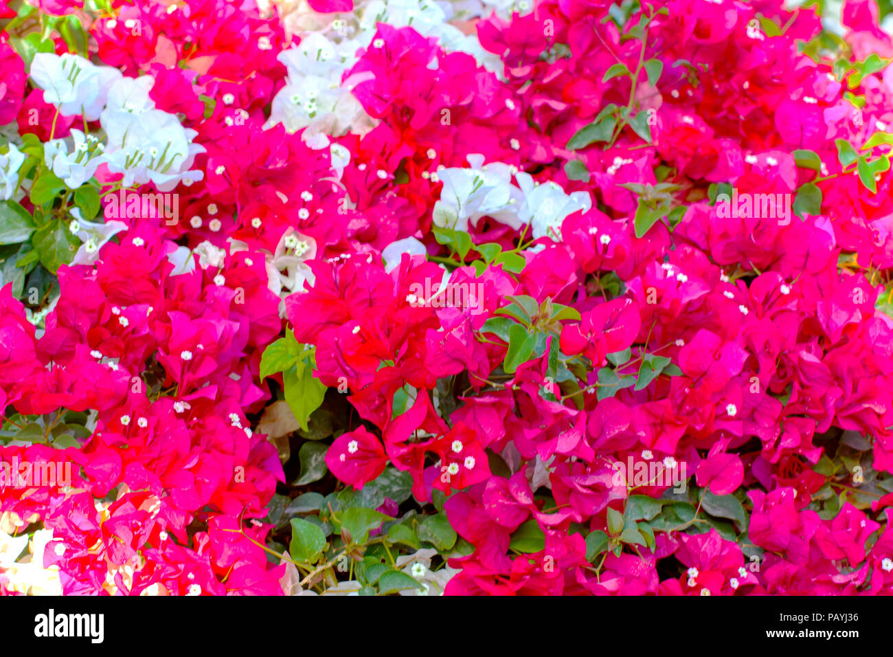Wall with red and white flowers. A natural floral spring blooming ...